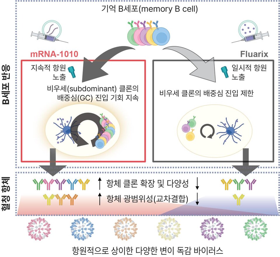 매년 새로 맞아야 하는 독감백신, mRNA가 판 바꿀까